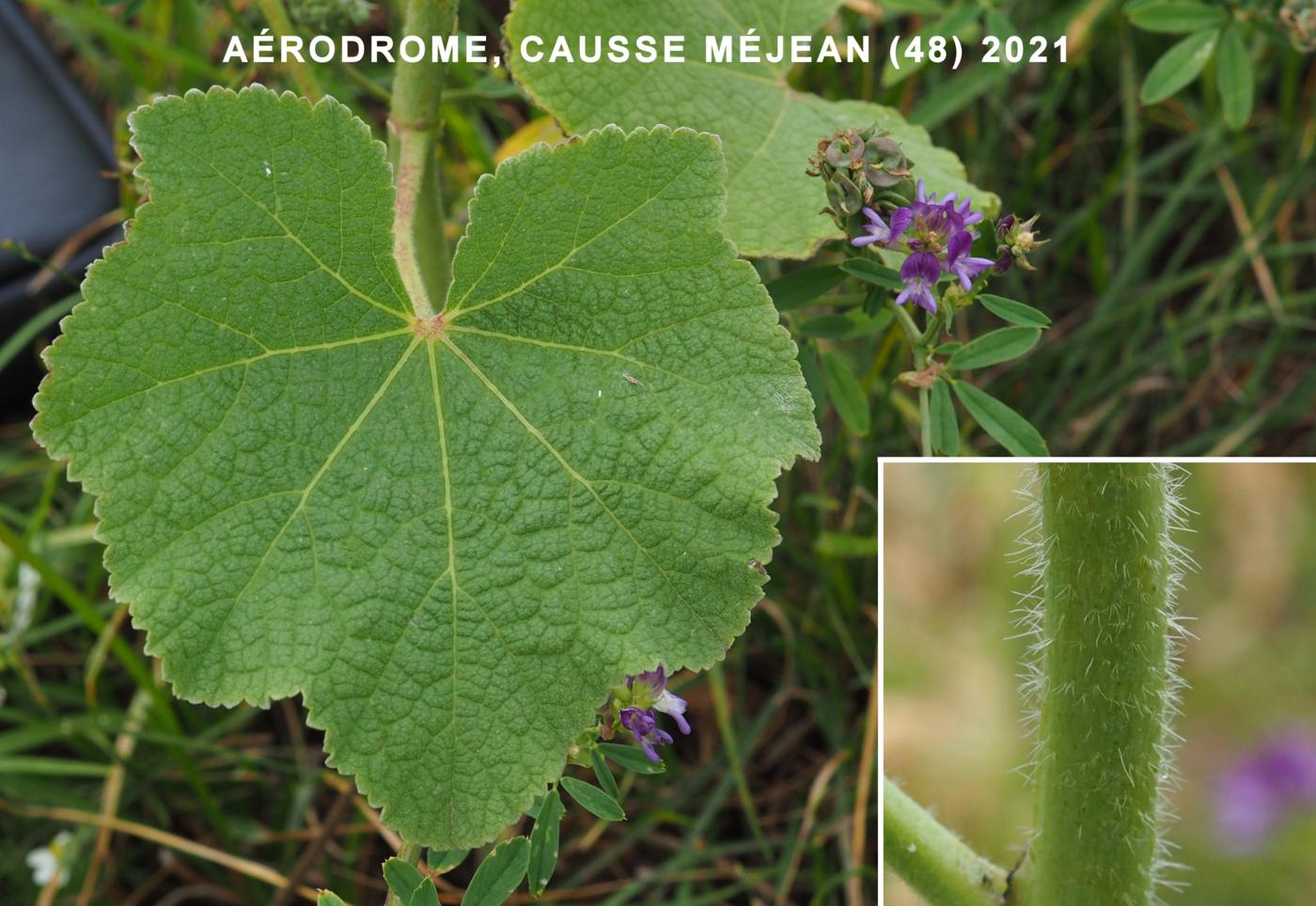 Hollyhock leaf